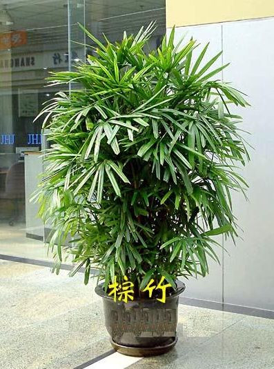 18种适合室内养殖的植物 - 我是中国人 - 我 是 中 国 人