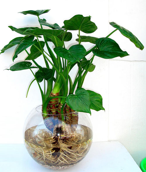 室内植物滴水观音的养护技巧