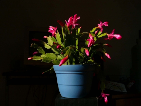 开花的蟹爪兰盆栽 开花的蟹爪兰盆栽