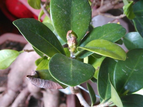 榕树叶子发黄 榕树叶子发黄