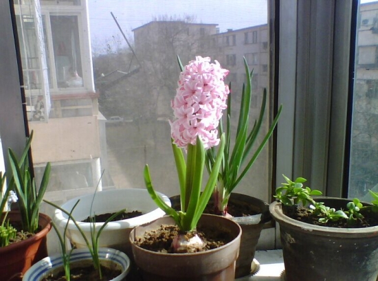 土栽的风信子 土栽的风信子