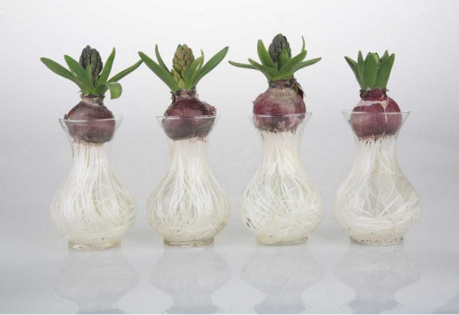 水培的风信子 水培的风信子