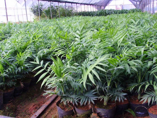 正常的袖珍椰子