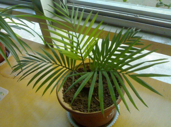 袖珍椰子叶子发黄