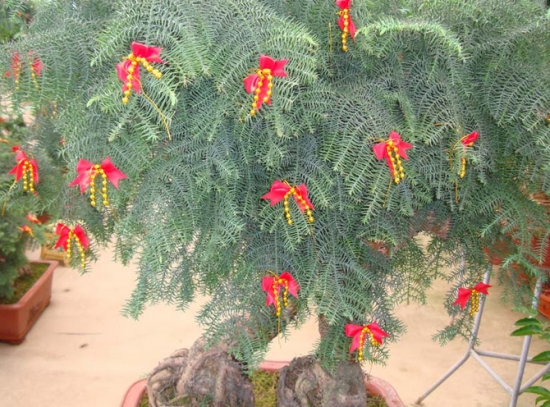 好看的澳洲杉 好看的澳洲杉