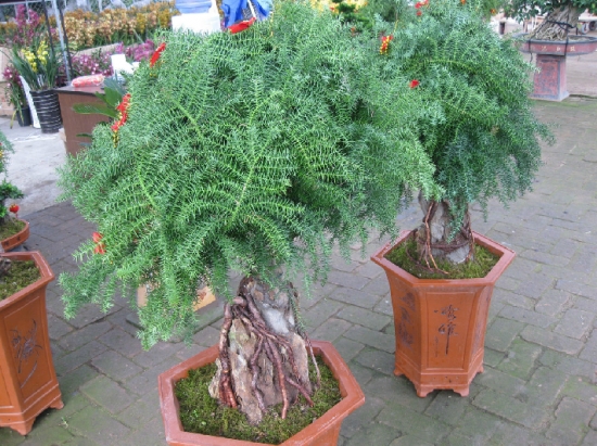 盆栽澳洲杉 盆栽澳洲杉