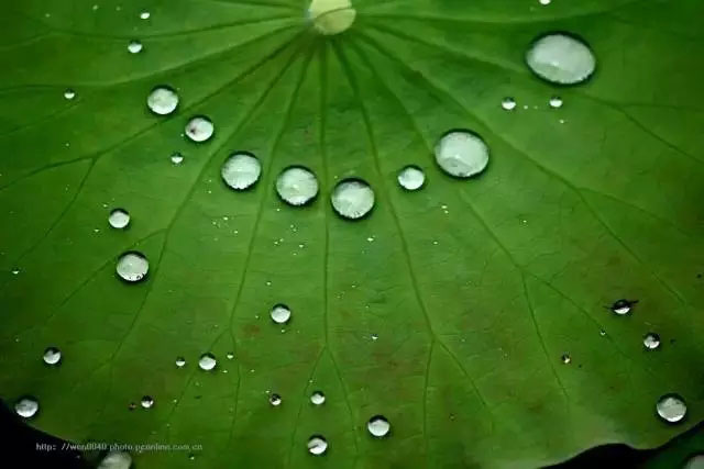 雨滴在荷叶表面形成晶莹的露珠