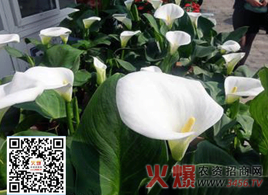 白掌有毒吗？白掌适合放在室内养吗？