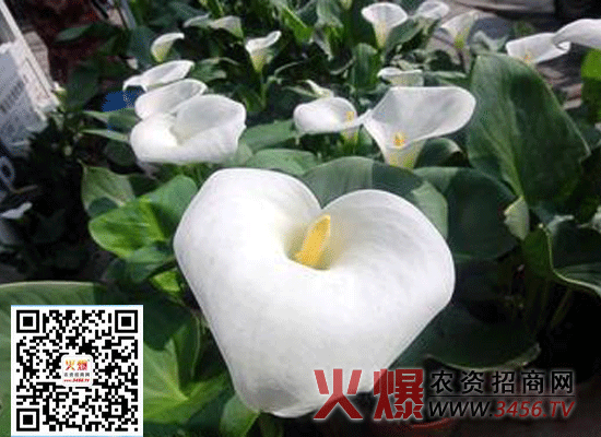 白掌有毒吗？白掌适合放在室内养吗？