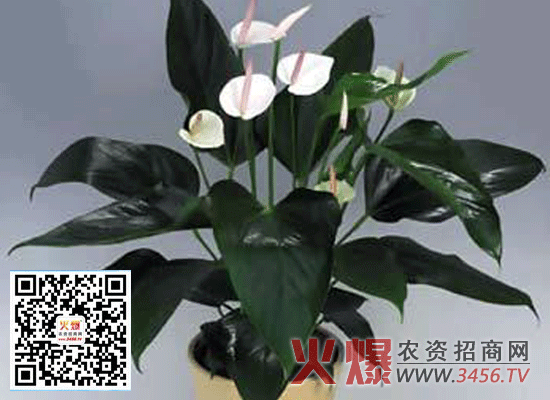 白掌有毒吗？白掌适合放在室内养吗？