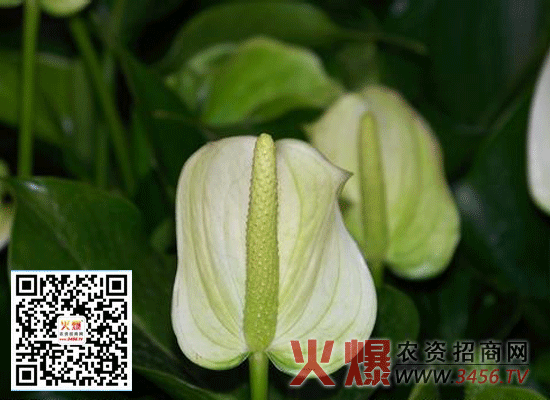 白掌有毒吗？白掌适合放在室内养吗？