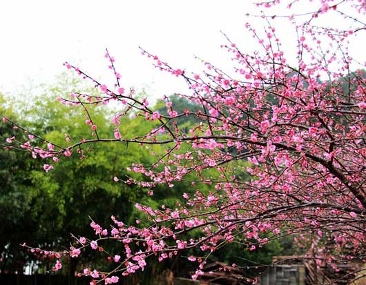 梅花
