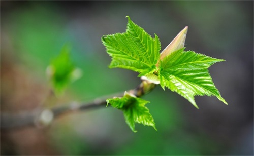 气候变暖导致绿叶展叶变早