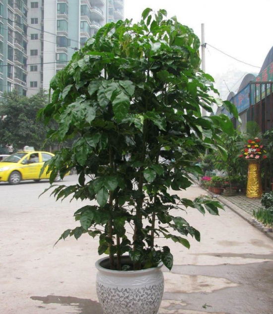 绿宝树的养殖方法和注意事项:夏季不要阳光直射