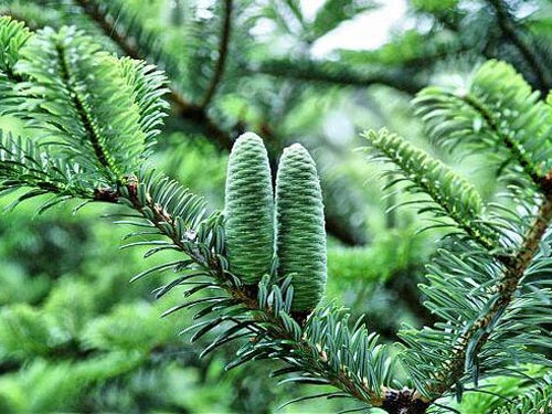 冷杉：一棵标准的圣诞树