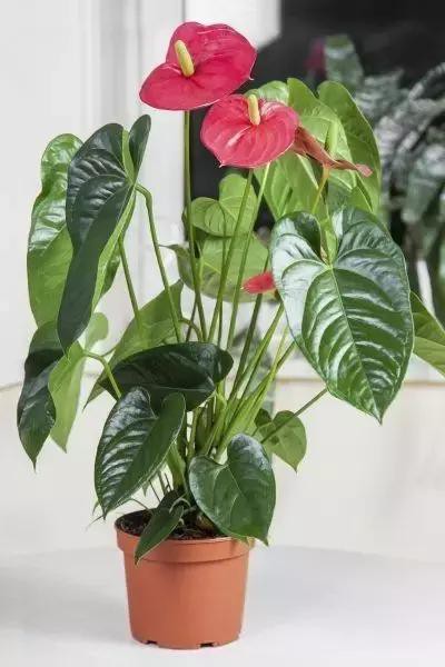 新手养花常见的误区，教你轻松摆脱“植物杀手”的称号
