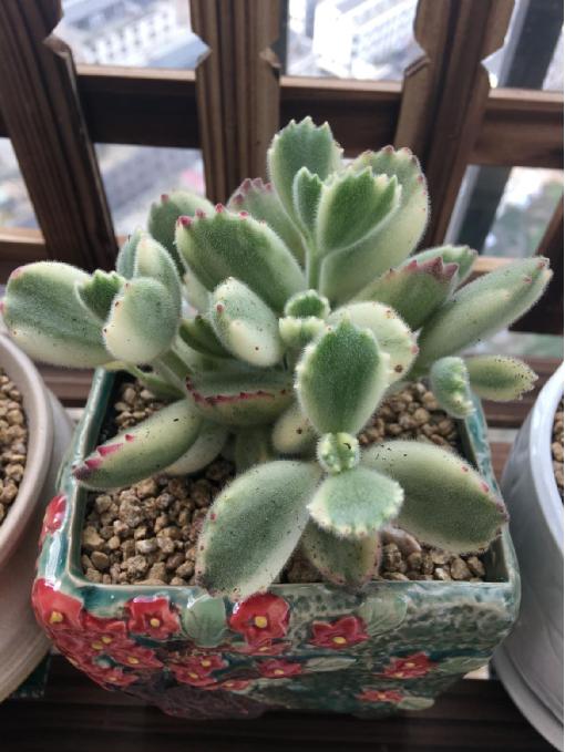 多肉最简单的配土方法 资深多肉达人养肉秘诀