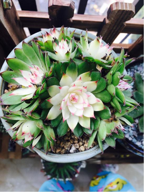 多肉最简单的配土方法 资深多肉达人养肉秘诀