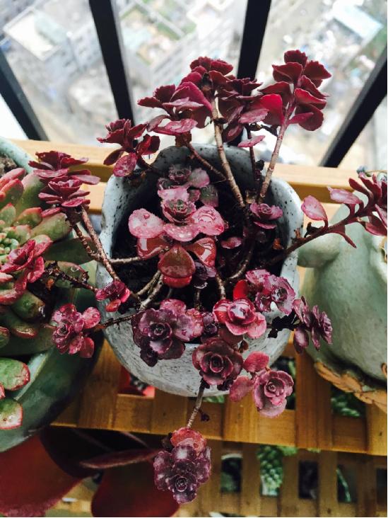 多肉最简单的配土方法 资深多肉达人养肉秘诀