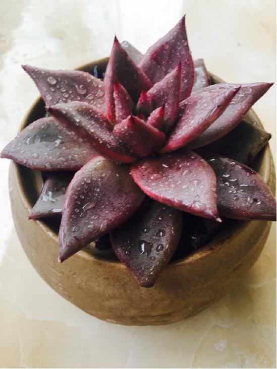 多肉最简单的配土方法 资深多肉达人养肉秘诀