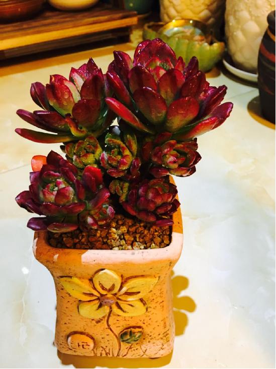 多肉最简单的配土方法 资深多肉达人养肉秘诀