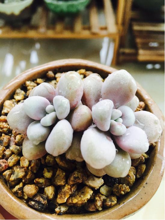 多肉最简单的配土方法 资深多肉达人养肉秘诀