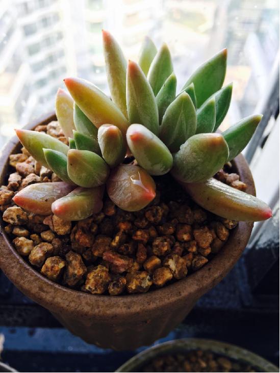 多肉最简单的配土方法 资深多肉达人养肉秘诀