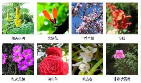 冬季开花的植物有哪些:茶花,虎刺梅,一品红