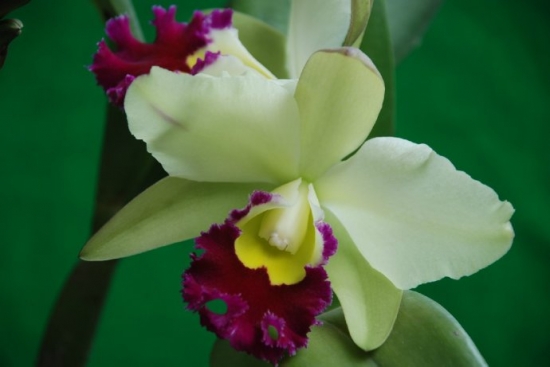 卡德丽亚兰 卡德丽亚兰