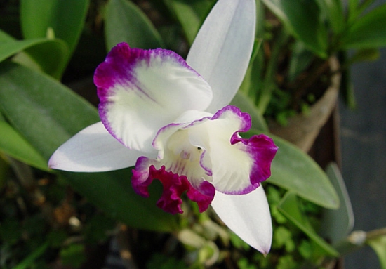 卡德丽亚兰 卡德丽亚兰