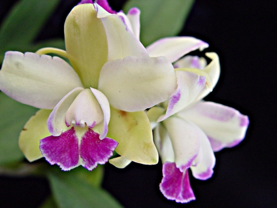 卡德丽亚兰 卡德丽亚兰