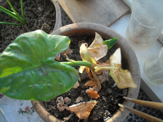 滴水观音的叶子发黄 滴水观音的叶子发黄