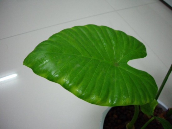 滴水观音的叶子边缘发黄 滴水观音的叶子边缘发黄