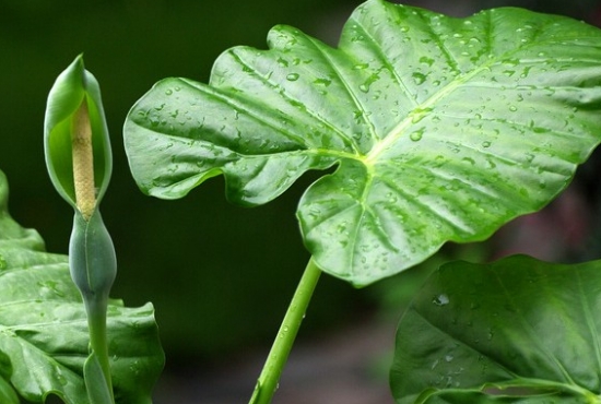 健康的滴水观音 健康的滴水观音