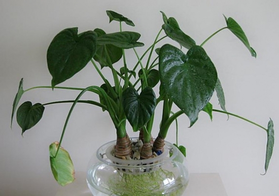 滴水观音水培 滴水观音水培