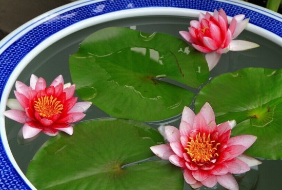 首页> 花木知识最佳生长光照:种睡莲最重要的要素:光线.
