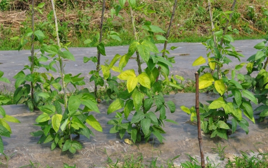 叶子发黄缺什么