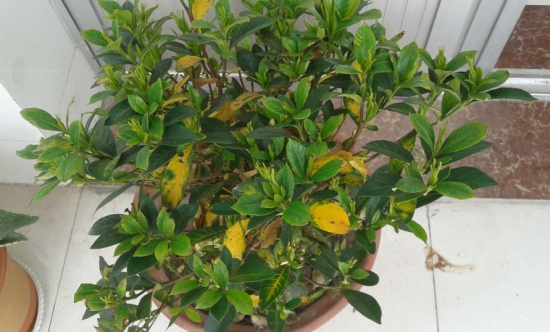 叶子发黄缺什么