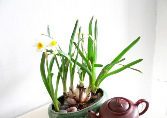 水培水仙应怎样延长花期
