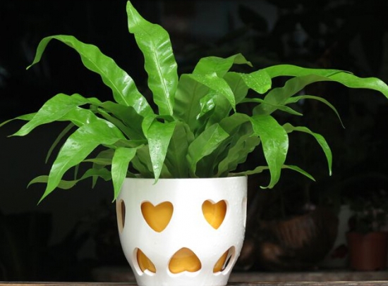 鸟巢蕨有什么作用